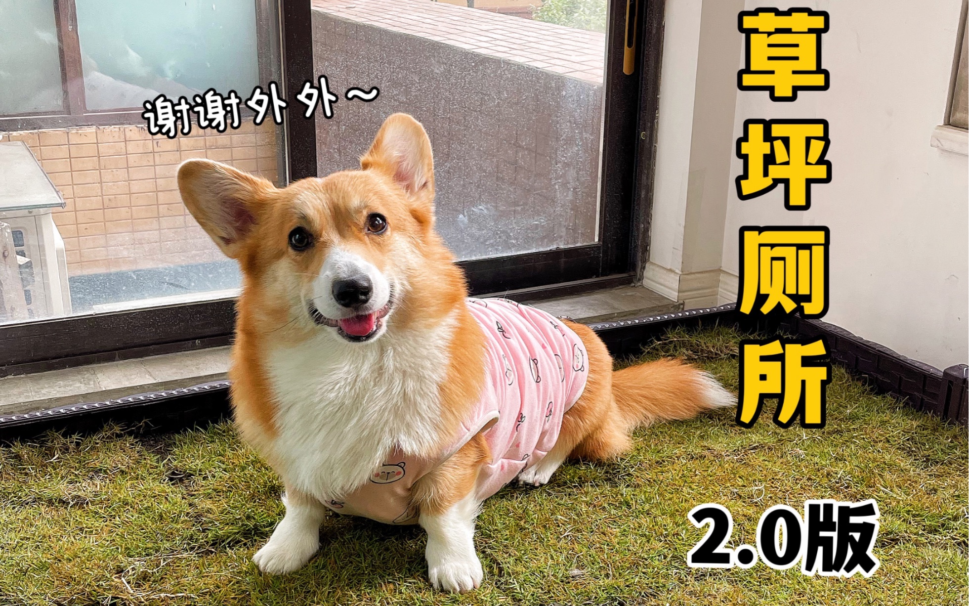 200块给小狗打造草坪狗厕！再也不用憋尿啦～