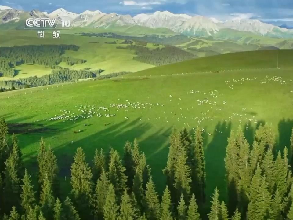 【植 被】喀拉峻“花斑森林”、阴阳坡植被差异的成因