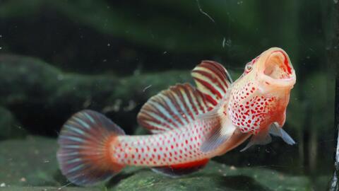 c4c51bf06adc968df294dd9fa52d74f6183701d0.jpg@480w_270h_1c