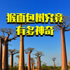 猴面包树究竟有多神奇，一颗就可以养活一家人