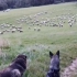 牧羊犬的8秒极限缩圈！！！