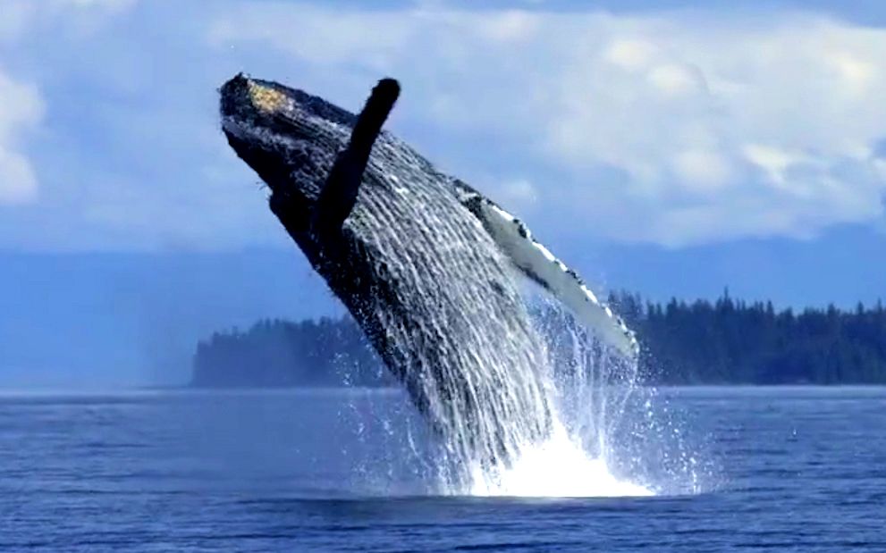 能亲眼看到这些画面，人这一辈子也真的值得了！