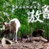 【旅游微纪录】惊艳爆了！敖鲁古雅最后的鄂温克族驯鹿部落，绝美