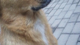 c54b1bab0a5505061397c570408ee828a5ec4ef6.jpg@280w_158h_1c_100q.jpg