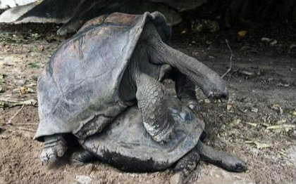 毁三观!原来恐龙的叫声来自乌龟啪啪啪时候的