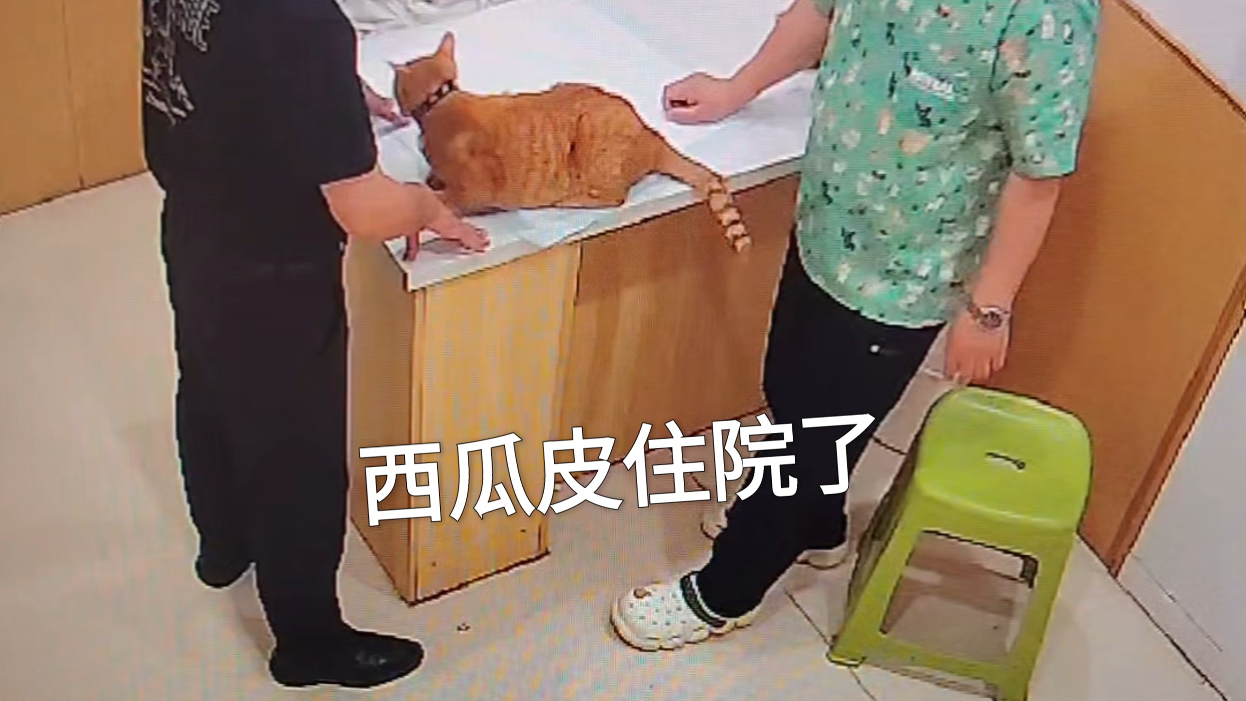 西瓜皮住院了