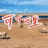 航拍《可可西里》短片|昆仑山下，可可西里之行，与藏羚羊来一次亲密接触。