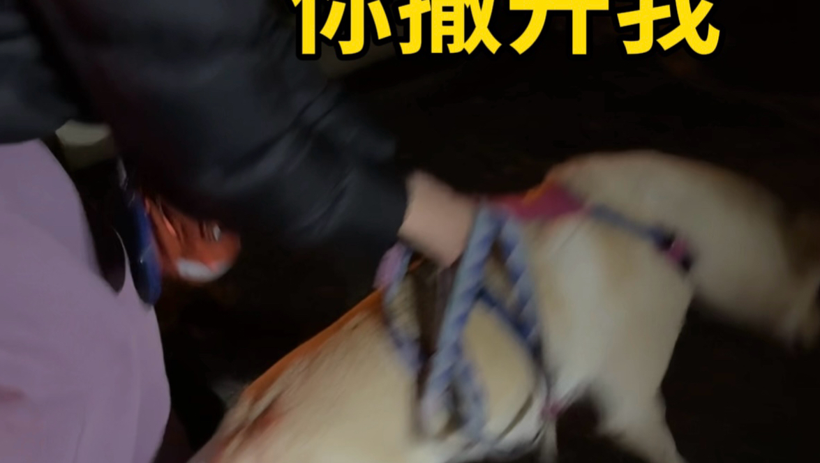 海狗度过了一段惊悚的日子