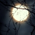 f944 枝头满月皎洁月色树枝剪影大月亮明月十五中秋圆月皓月唯美夜月实拍视频素材