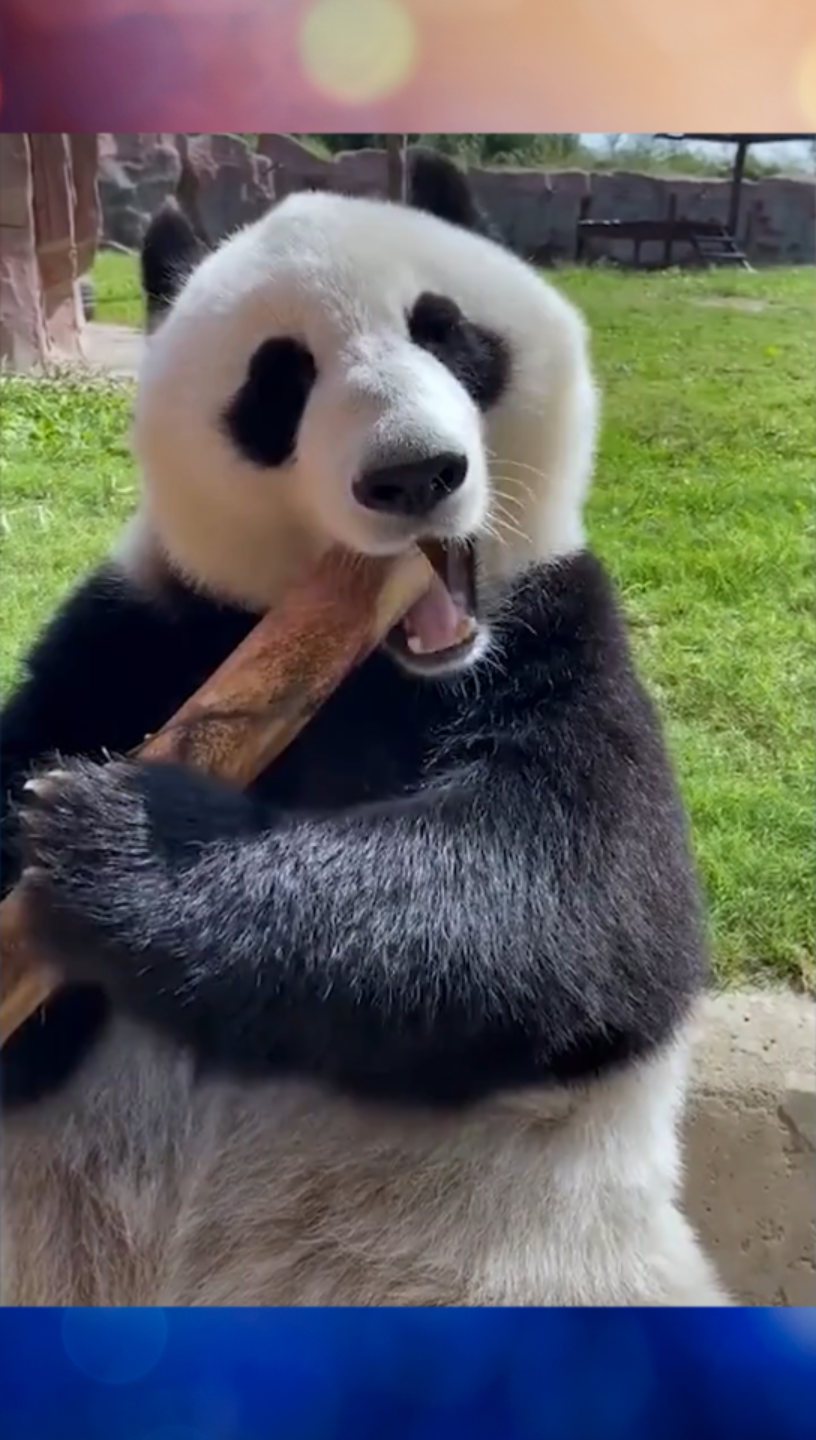 大熊猫一口一小节，细嚼慢咽。