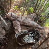 虎头蜂打跑数窝小蜜蜂，子威怒爬数小时山路寻蜂，再破记录