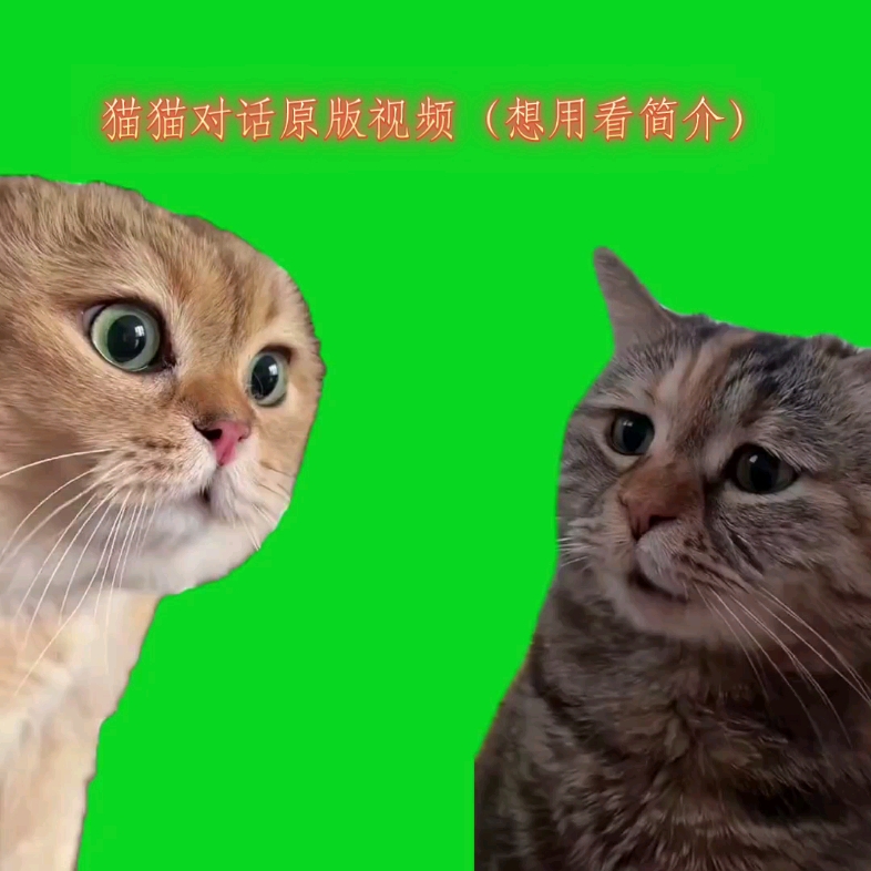 猫猫对话原版视频