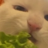 猫猫啃菜菜啦