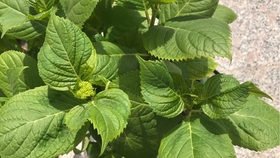 c5b7658071043ea969b7700c72ea7ae656aee1c8.jpg@280w_158h_1c_100q.jpg