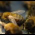 【4K】蜜蜂
