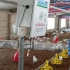 智能鸡舍 一人养6棚7万只鸡 自动喂水 自动投料 小鸡生长率监测 用电量监测 用水量监测 环境气体监测