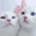 【咖啡&米拉】史上最萌的双子猫娘，家庭教师争夺战