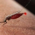 如果世界上的蚊子都灭绝了，人类真的就皆大欢喜了吗？答案远远没那么简单……@油兔不二字幕组