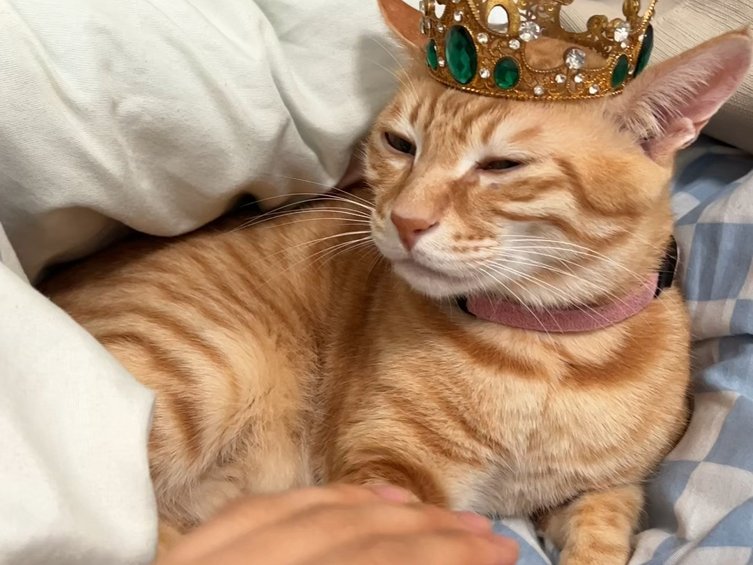 猫手在上原则代码冲突？
