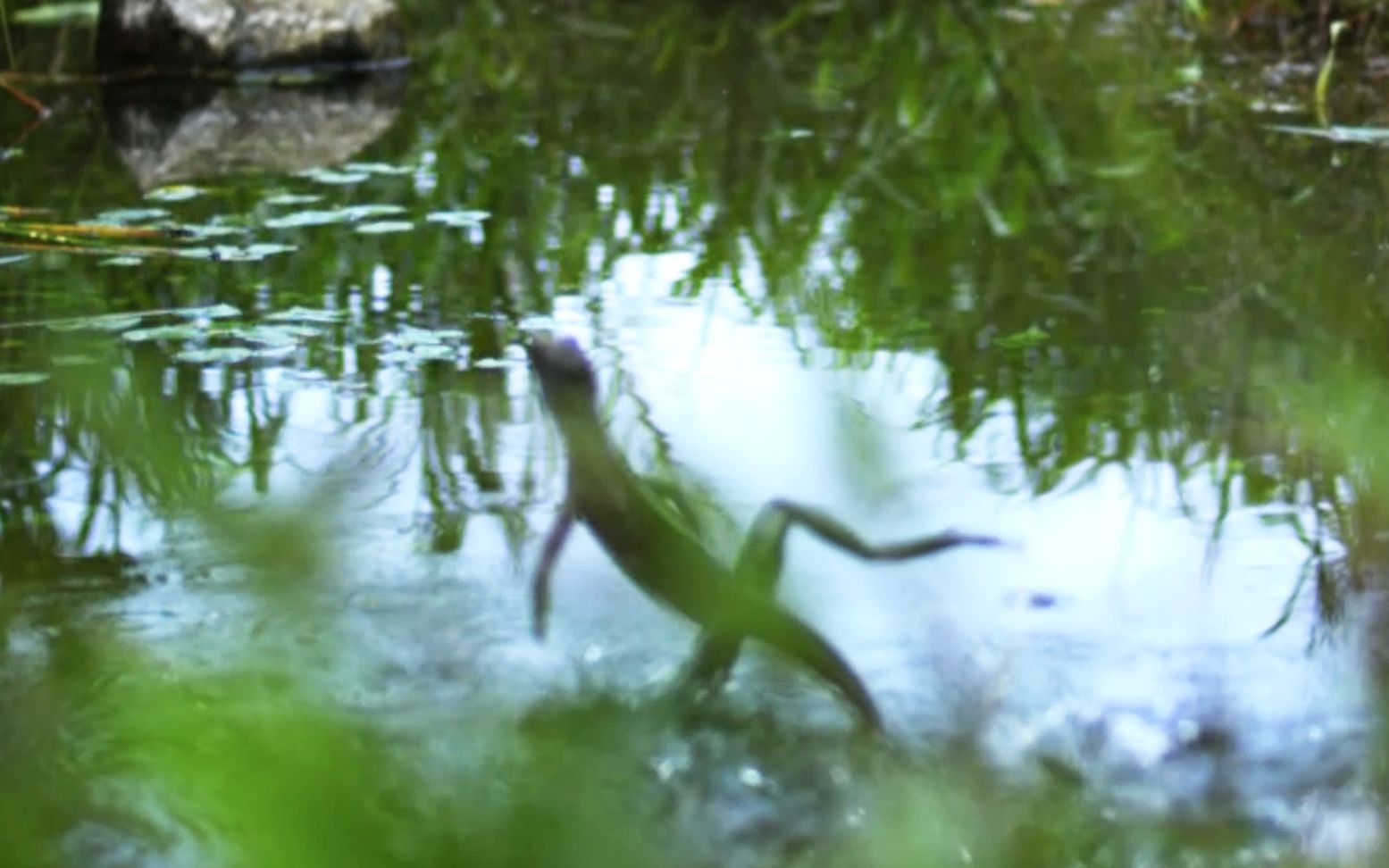 蜥蜴：你别笑，我这个“水上舞蹈”是逃命用的