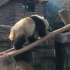 【大熊猫胖大海】大海吃完竹子就要上树打盹