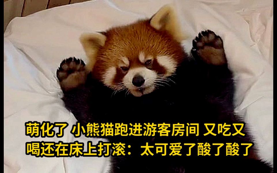 萌化了！小熊猫跑进游客房间，又吃又喝还在床上打滚：太可爱了，酸了酸了