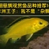 三湖慈鲷观赏鱼品种推荐1——非洲王子：我不是“杂鲷”