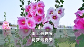几月份嫁接长寿花最合适 c625667fde79cfcf5ffd03a336f9709ab6a25319.jpg@280w_158h_1c_100q.jpg