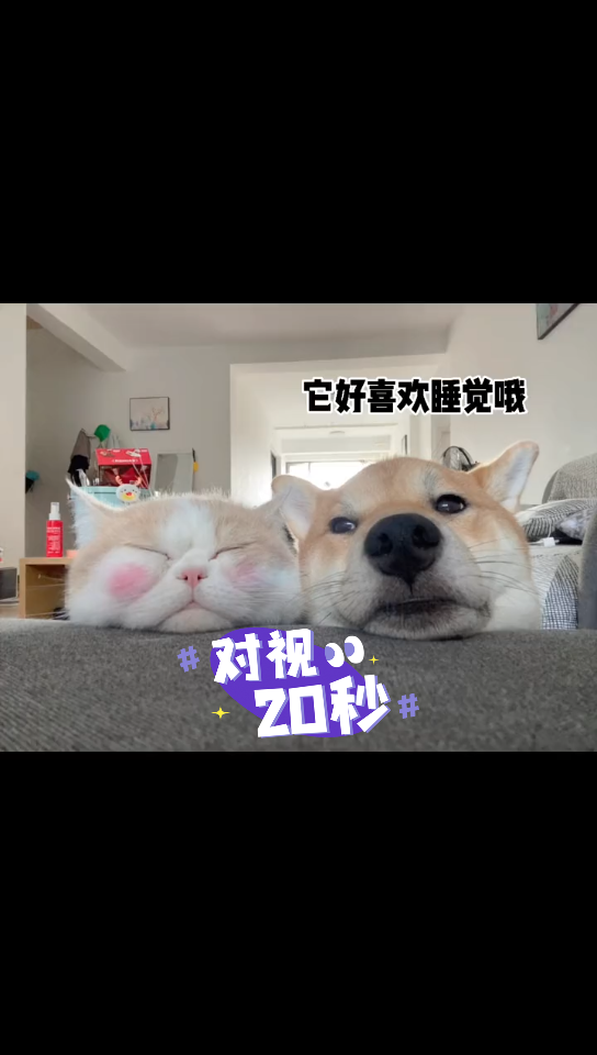 心有灵犀哔哩哔哩bilibili