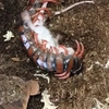 【转载】两种不同色型的可能是苏氏蜈蚣（Scolopendra sumichrasti）捕食小鼠