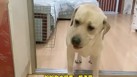 小狗叫声 c645d6193e29dc0d30d38d6adced316134523885.jpg@280w_158h_1c_100q.jpg