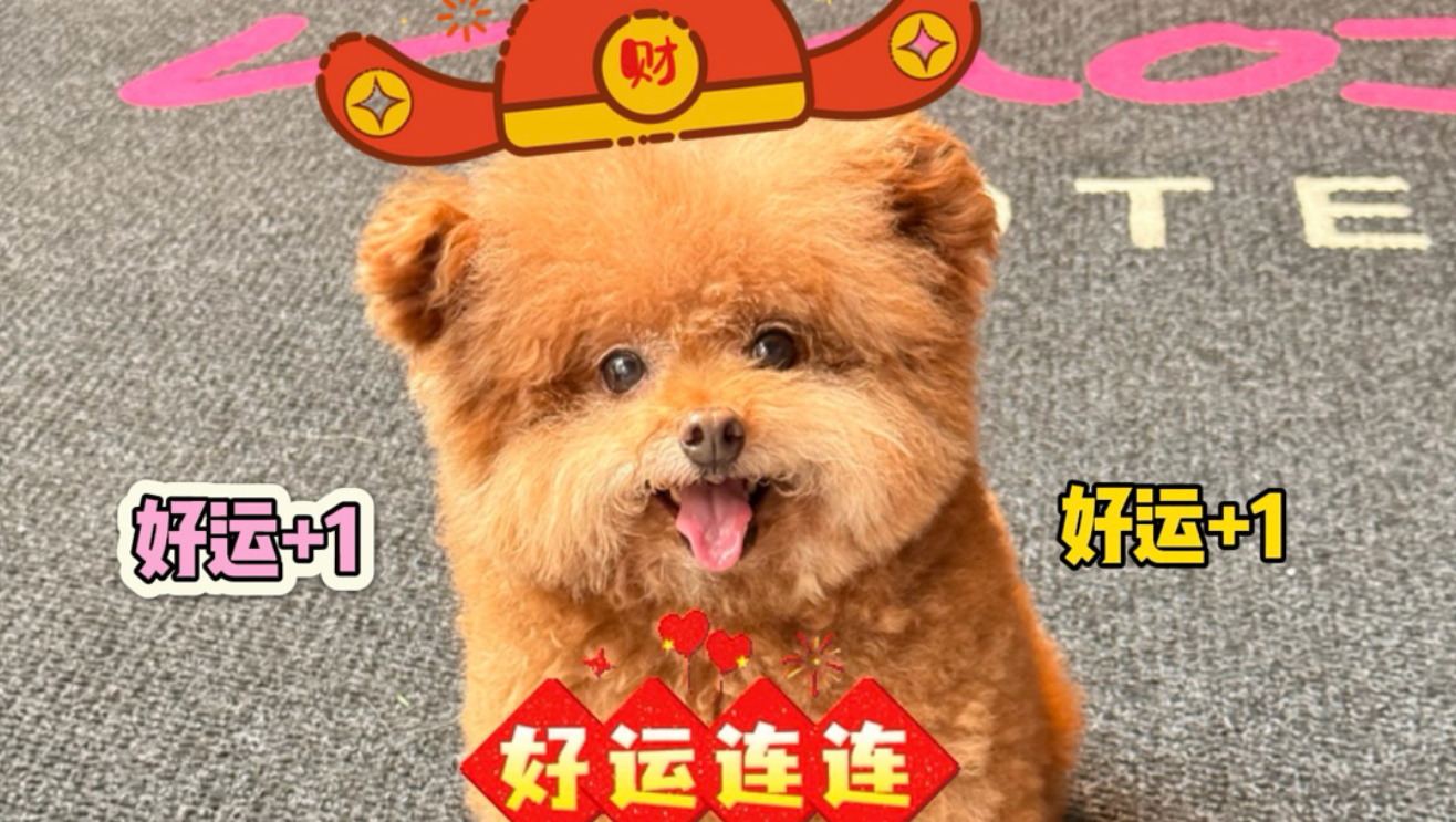 小狗说的算