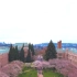 【航拍】上帝视角看华盛顿大学樱花季