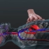 【中英双字幕】心肺复苏 | CPR in Action | A 3D look inside the body