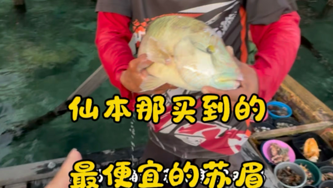 全仙本那买到的最便宜的苏眉