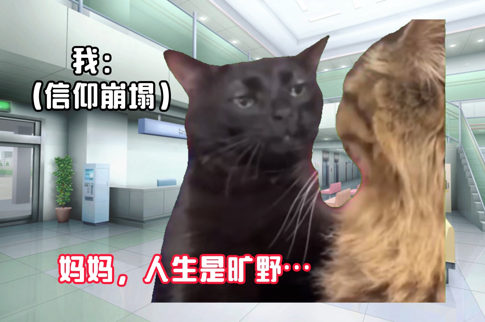 被家传偏方背刺但没心没肺的我-猫meme