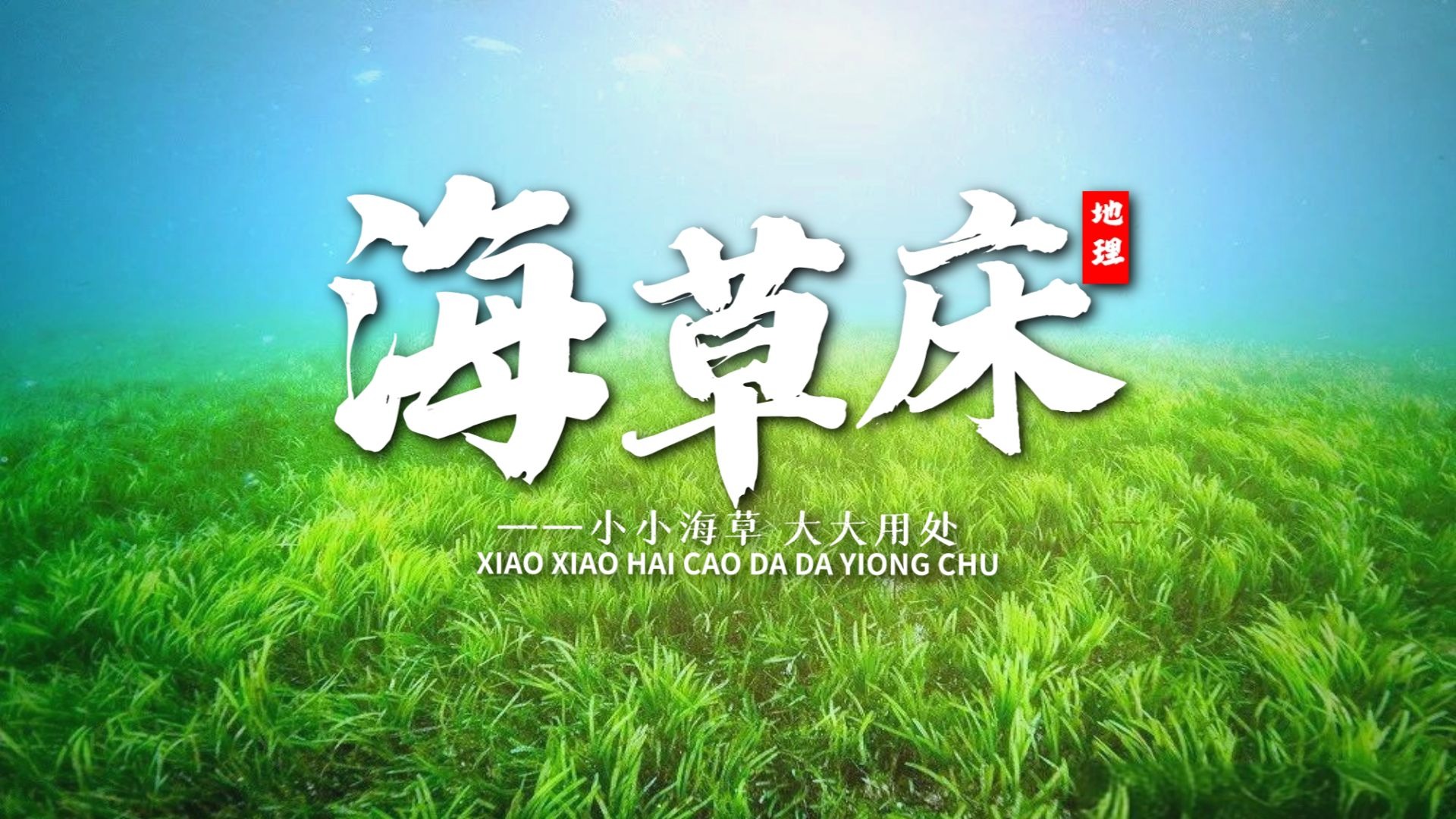 课前三分钟，地理不用愁——海草床【看纪录片学地理】