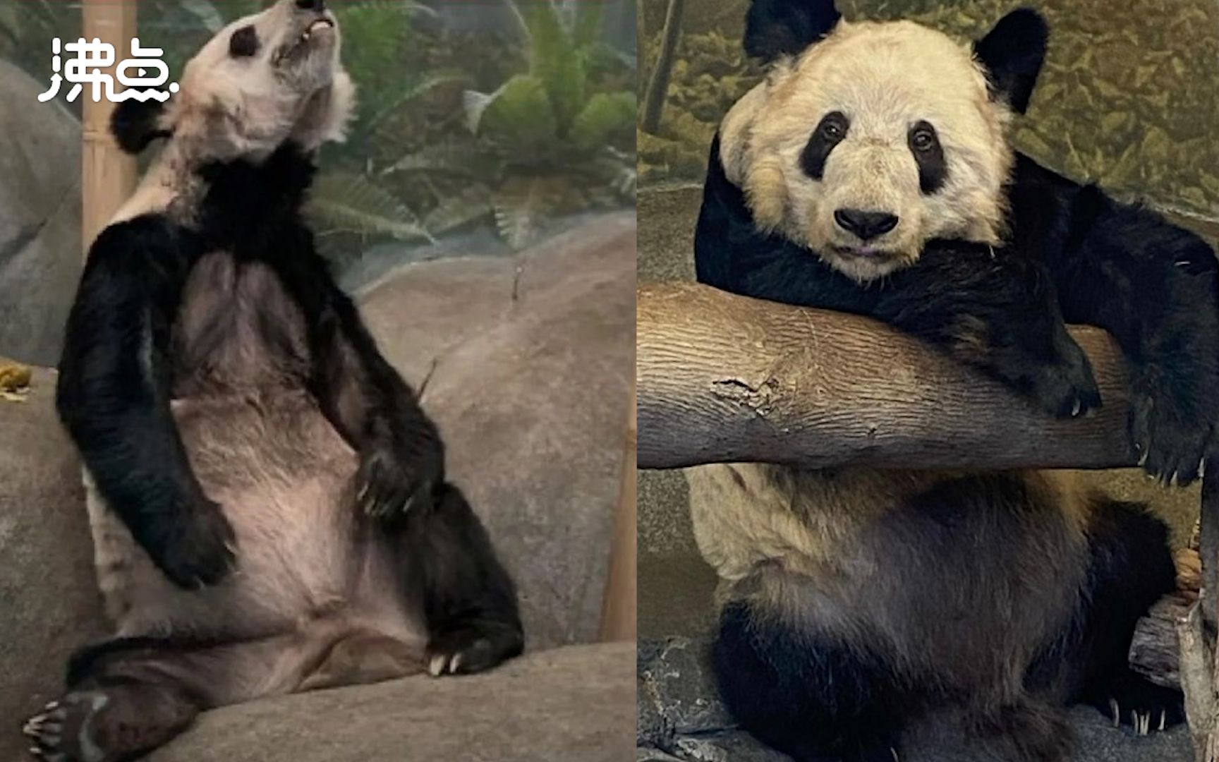一座美国城市与两只大熊猫的告别_圣迭戈动物园