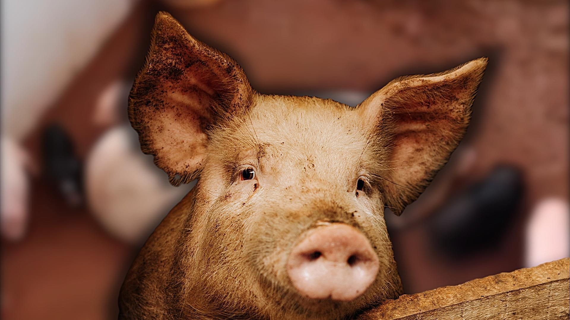 五花肉转啊转....