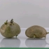 发芽的土豆如果让它自由生长，会发生什么？