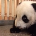 【纪录片】熊猫总动员-Pandamonium  01