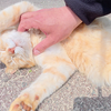 奶油色的猫在脆弱的位置接受人类的按摩
