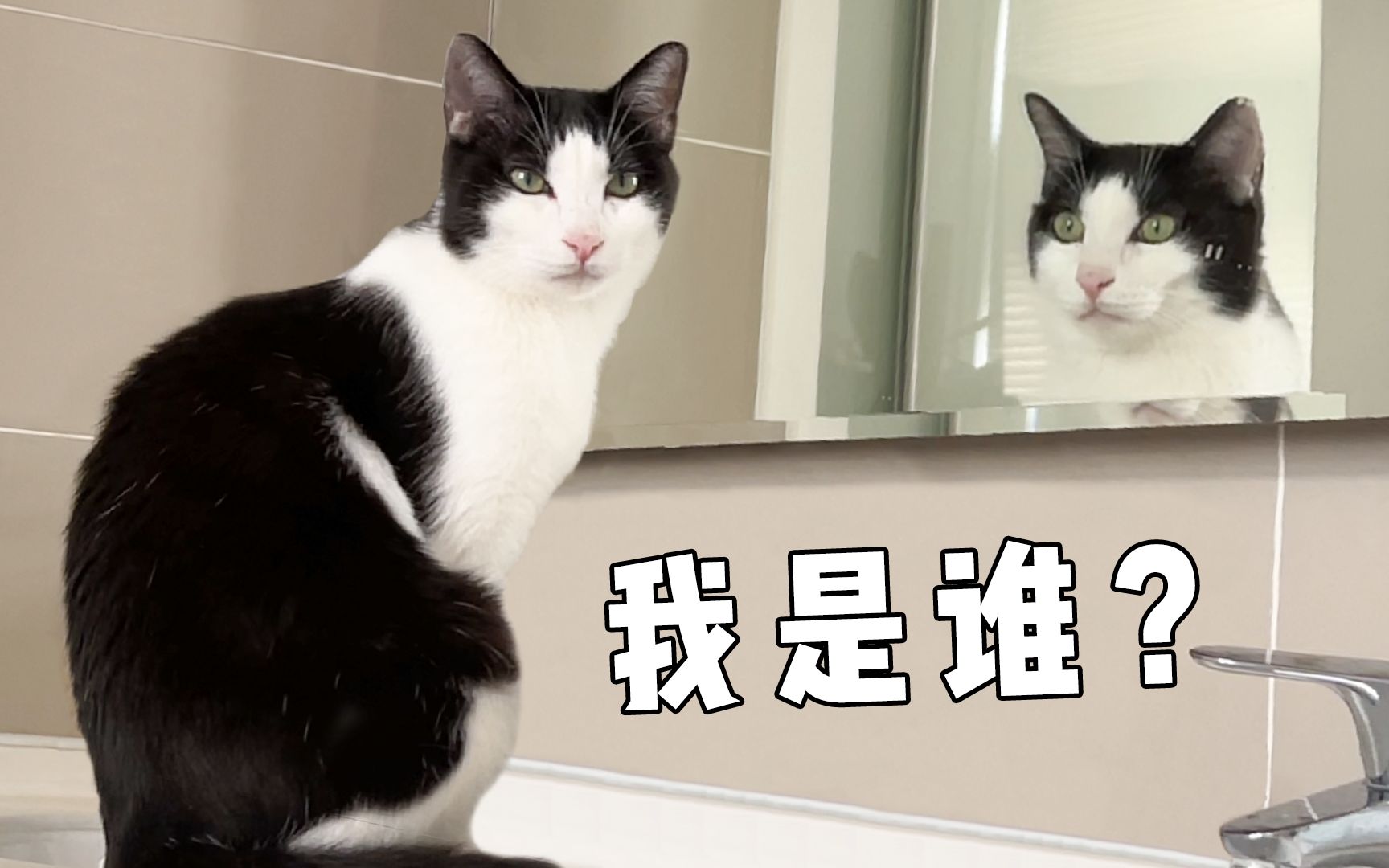 猫能认出镜子里是自己吗？专家：它可能觉得自己是人！