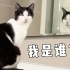 猫能认出镜子里是自己吗？专家：它可能觉得自己是人！