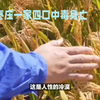 山东粮食熏蒸致人死亡：漠视还是命运抉择
