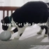 【谷歌日本猫片】Google Home Mini Loves Cats