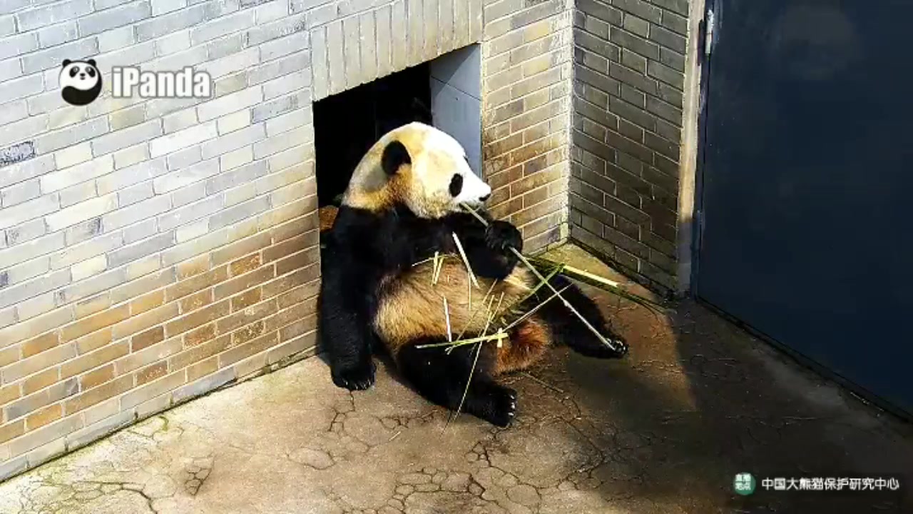 ipanda录屏 浦浦吃早餐