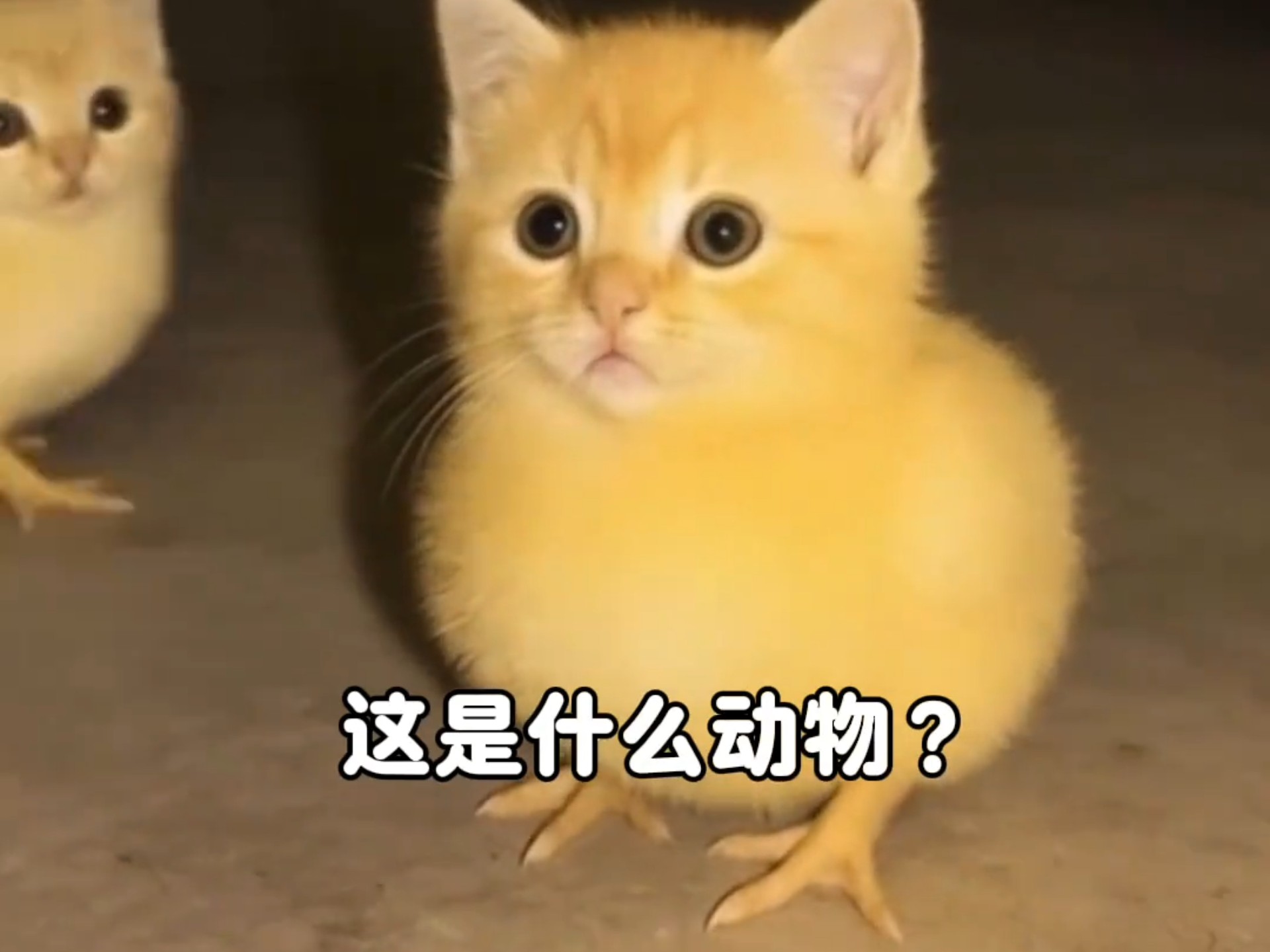 你见过猫头鸡吗