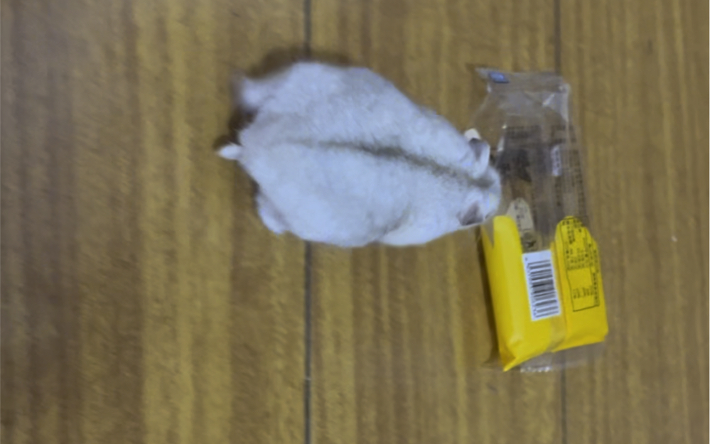 为了一口吃的，变成了小鼠推车