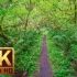 4k 漫步森林  放松视频